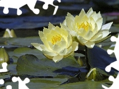 Leaf, water, lilies