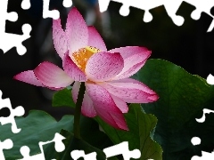 lotus, Colourfull Flowers, Leaf, bloom