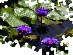 water-lily, Flowers, Leaf