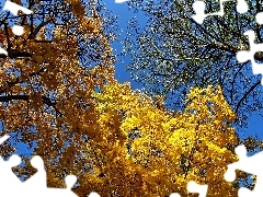 Leaf, autumn, maple