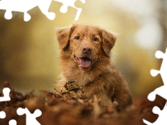 dog, muzzle, Leaf, Retriever Nova Scotia