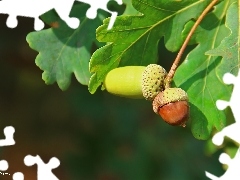 Leaf, Acorns, oak
