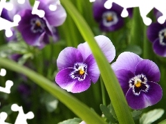 Leaf, Purple, pansies