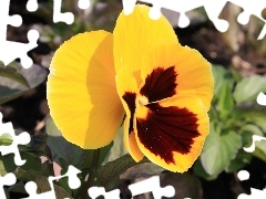 Leaf, Yellow, pansy