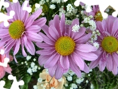 Leaf, gerberas, pink