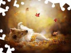 Autumn, Leaf, point, Eurasier, dog