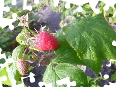 Leaf, Fruits, raspberries