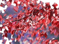 Red, Leaf