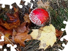 Red, Brown, Leaf, toadstool