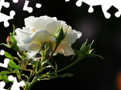 Leaf, White, rose