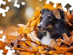 autumn, Scottish Shepherd, Leaf