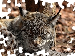 sleepy, forest, Leaf, Lynx
