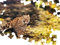 small, Autumn, Leaf, Leopards