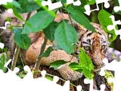 small, Bush, Leaf, Tiger