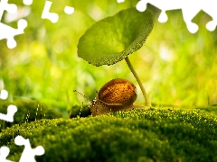 snail, Moss, Close, leaf