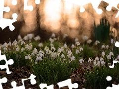 snowdrops, Leaf