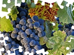 Leaf, Grapes, spray