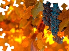 spray, Orange, Leaf, Grapes