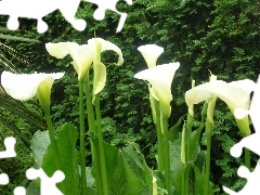 stems, Leaf