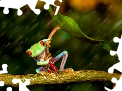 Rain, strange frog, leaf