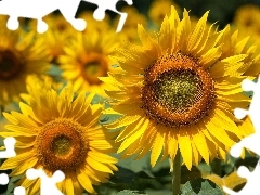 Leaf, Flowers, sunflower