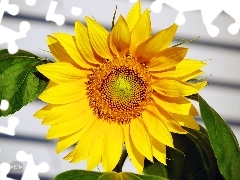 Sunflower, Leaf