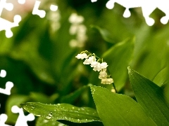 dew, lily of the Valley, Leaf