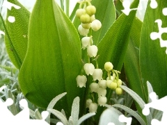 lily of the Valley, Leaf