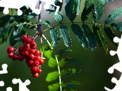 trees, Plant, Leaf, branch