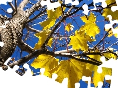 trees, Yellow, Leaf, maple