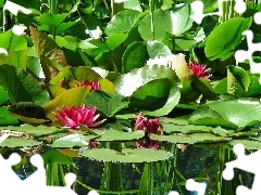 Leaf, lilies, water