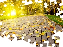 viewes, autumn, Pavement, trees, Park, Leaf, Way