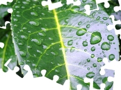 leaf, Green, wet