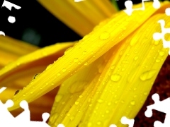 Leaf, Yellow, wet