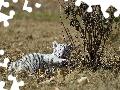 White, grass, Leaf, tiger