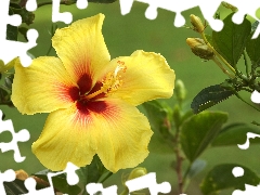 Yellow, Buds, Leaf, hibiskus