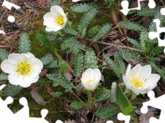 leaves, Flowers, avens