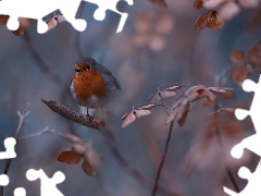 Bird, Twigs, leaves, robin