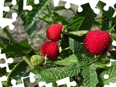 bush, green ones, leaves, raspberries