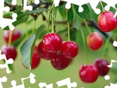 leaves, Red, cherries