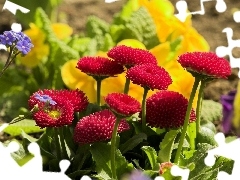 leaves, Red, daisies