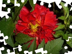 Dalia, Colourfull Flowers, leaves, Red