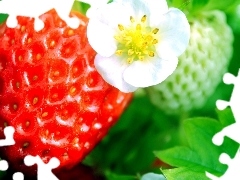 leaves, Strawberry, Flower