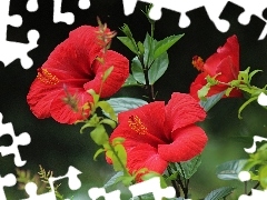 Flowers, Red, leaves, hibiskus