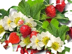 leaves, Strawberries, Flowers