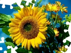 leaves, Sunflower, Flowers