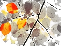 leaves, Fractalius, White, Red, black
