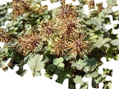 Acena Buchanana, green ones, leaves