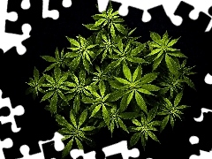 marijuana, green ones, leaves