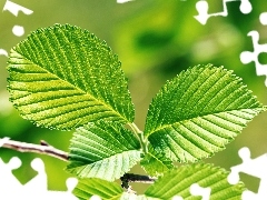 twig, Light green, leaves